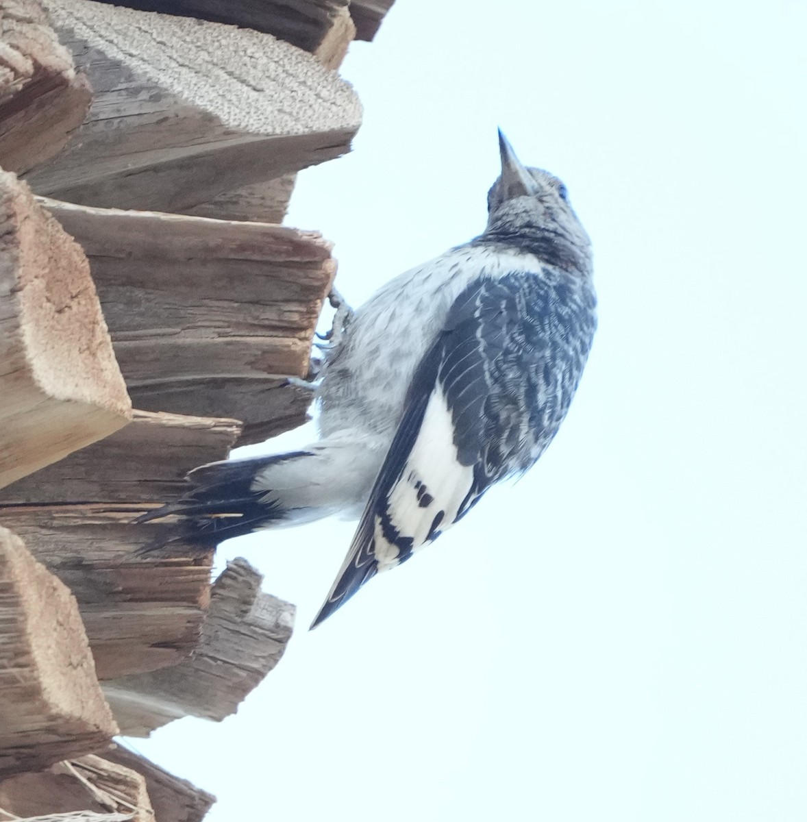 Red-headed Woodpecker - ML646283486