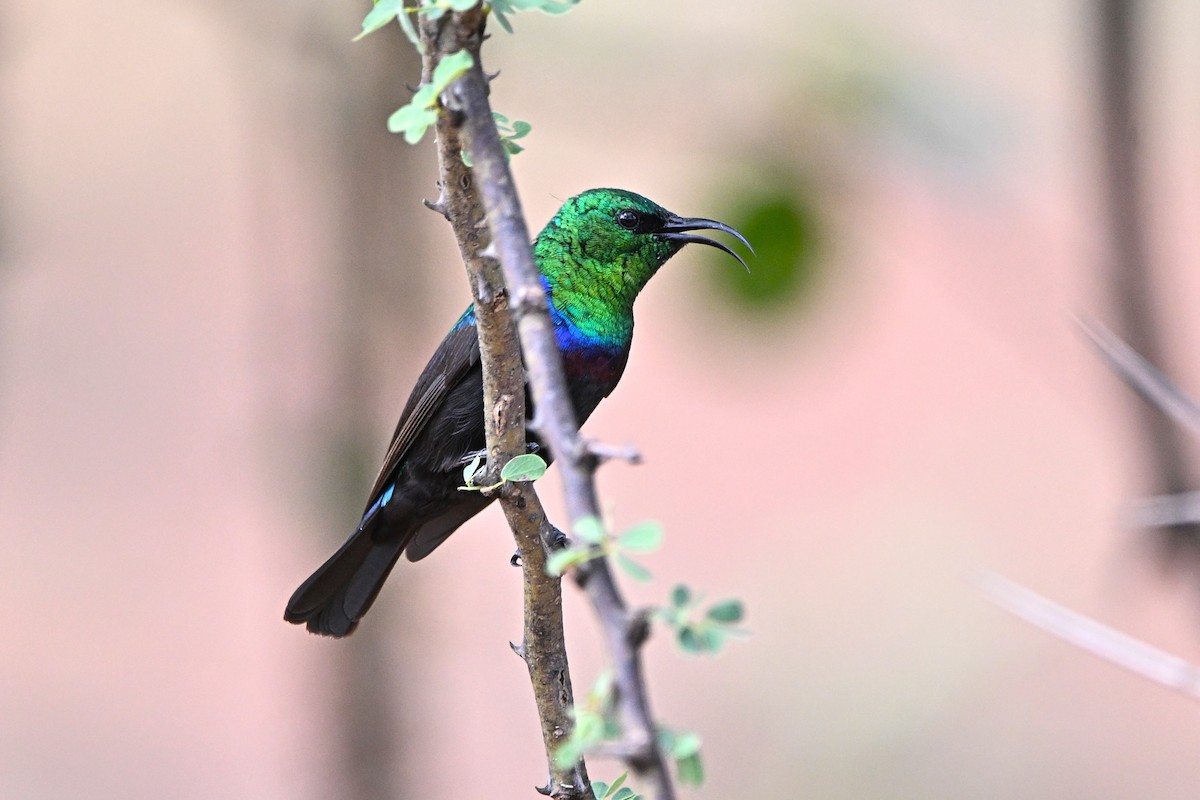 Marico Sunbird - ML646283487