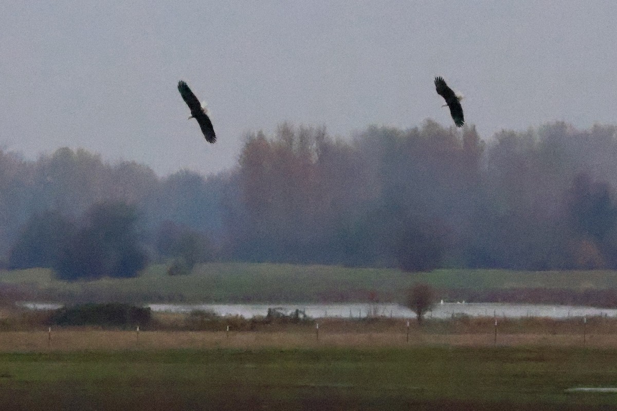 Pygargue à tête blanche - ML646283489