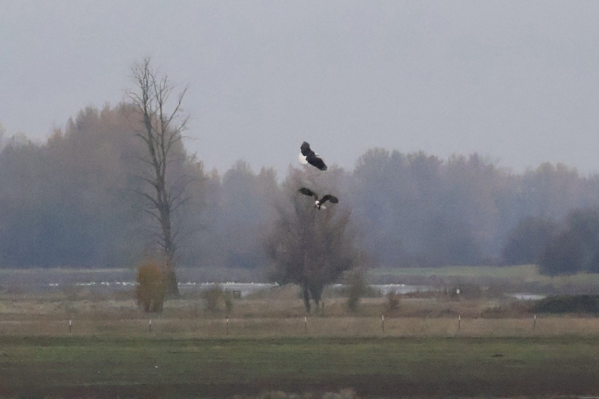 Pygargue à tête blanche - ML646283490