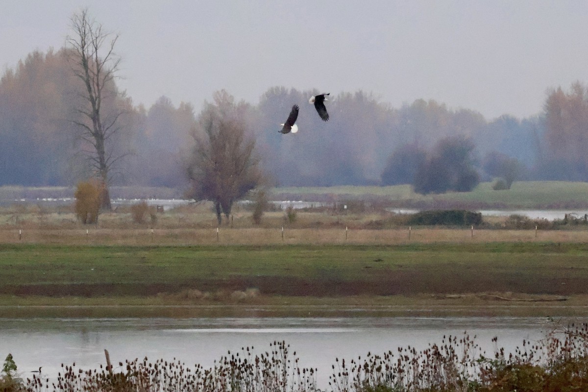 Pygargue à tête blanche - ML646283495