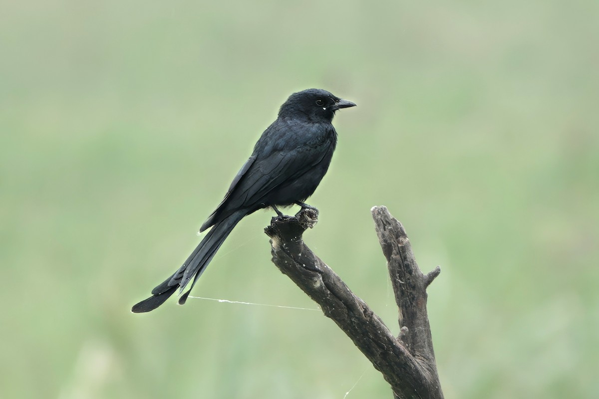 Black Drongo - ML646283500