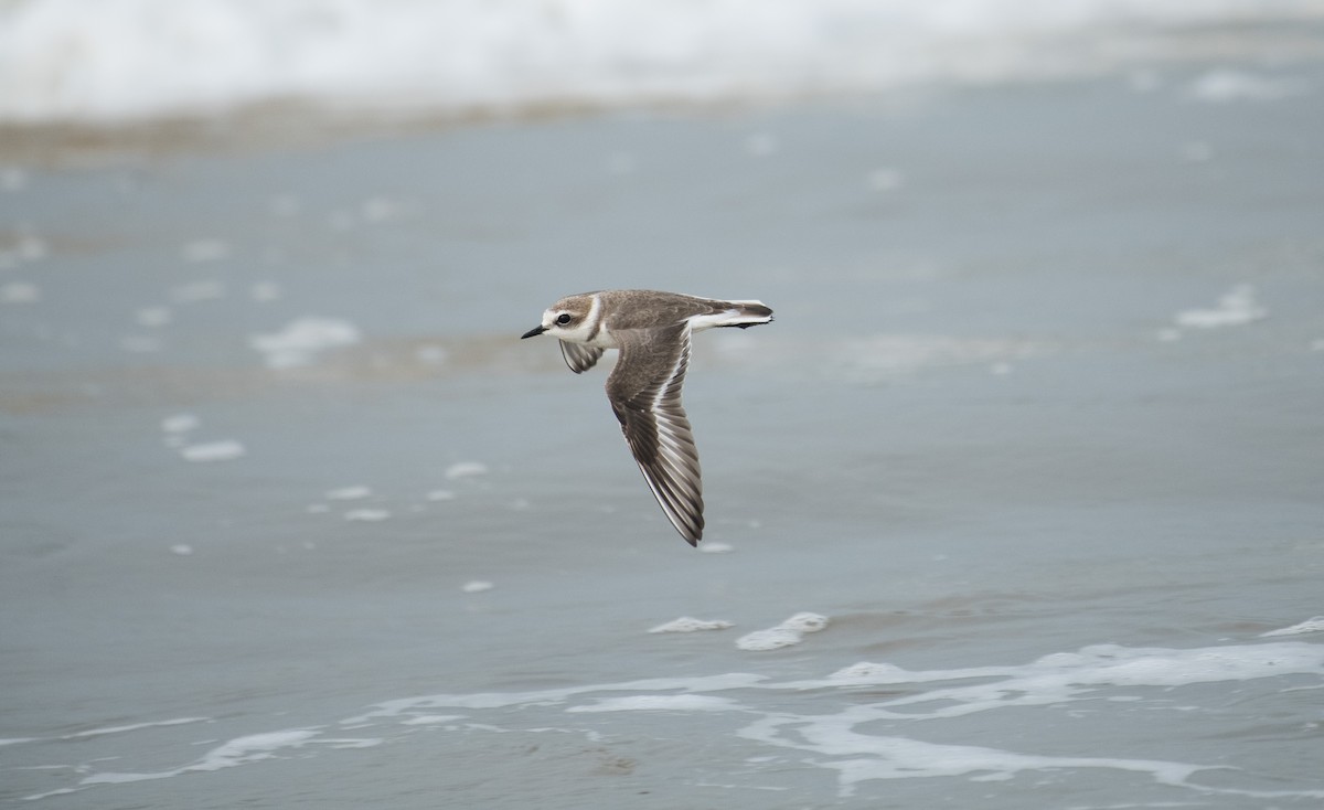 Fratino - ML646283504