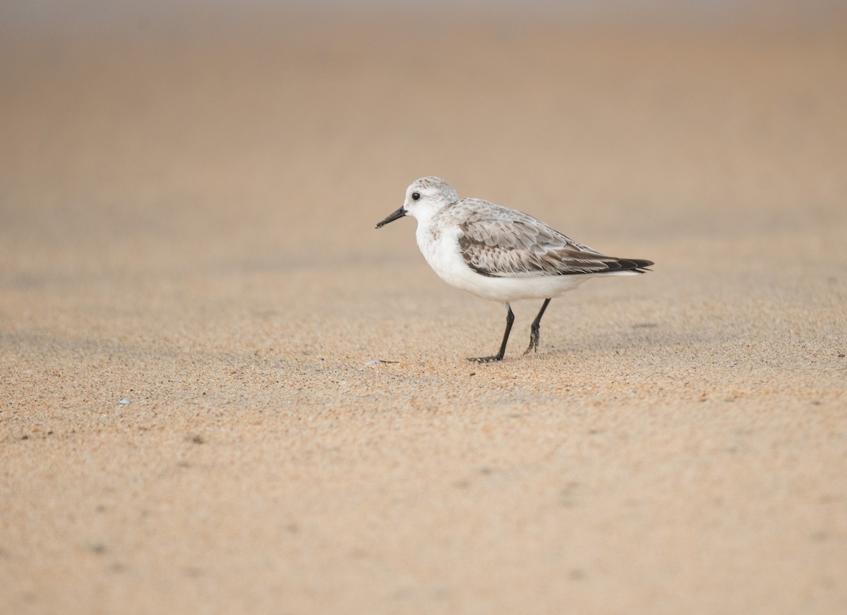 Sanderling - ML646283508