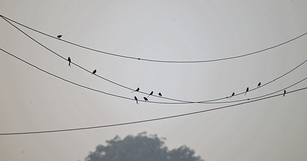 Black Drongo - ML646283510