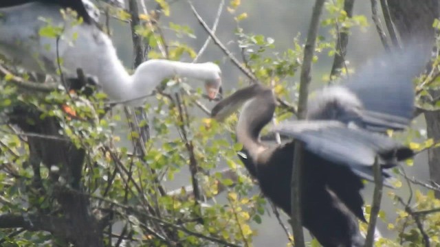 Doğu Yılanboyunu - ML646283514