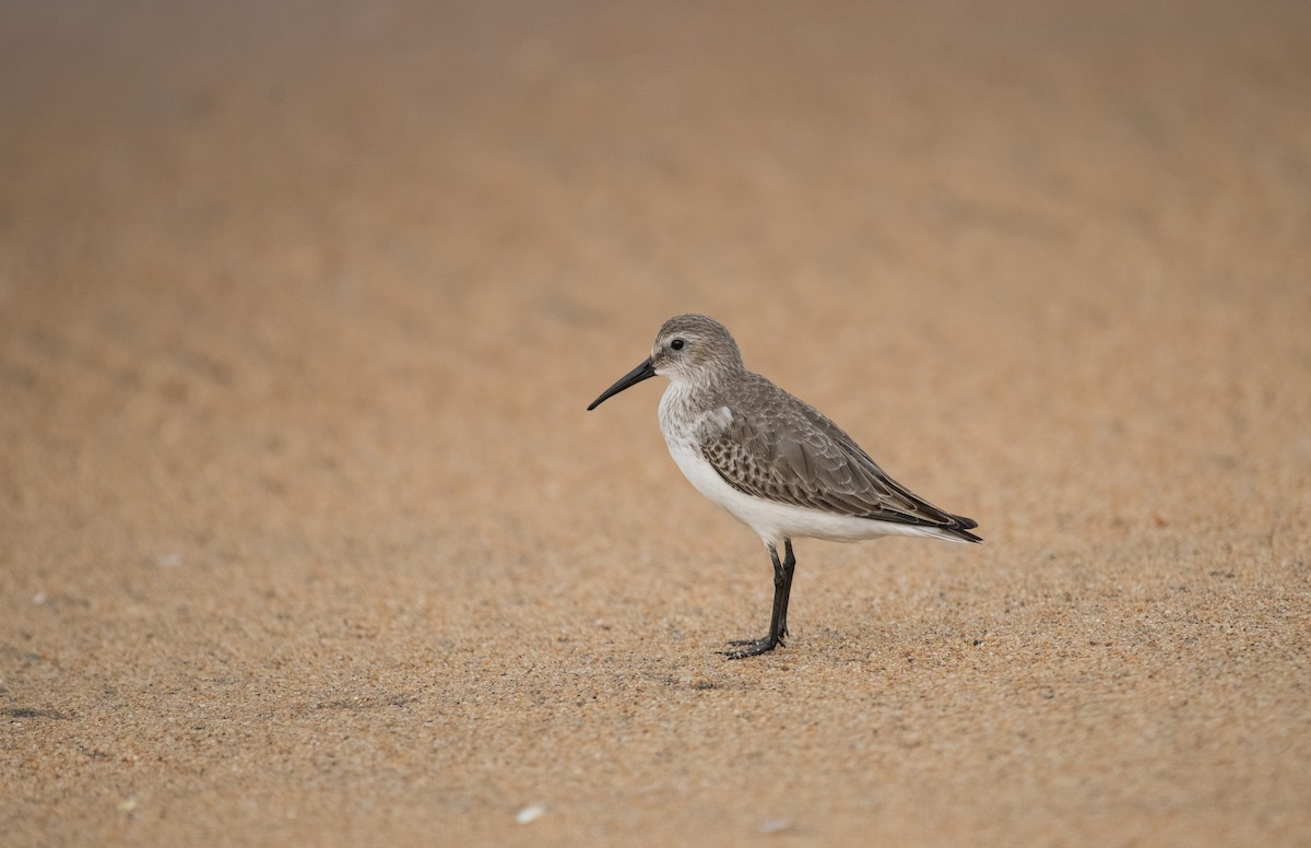 חופית אלפינית - ML646283516