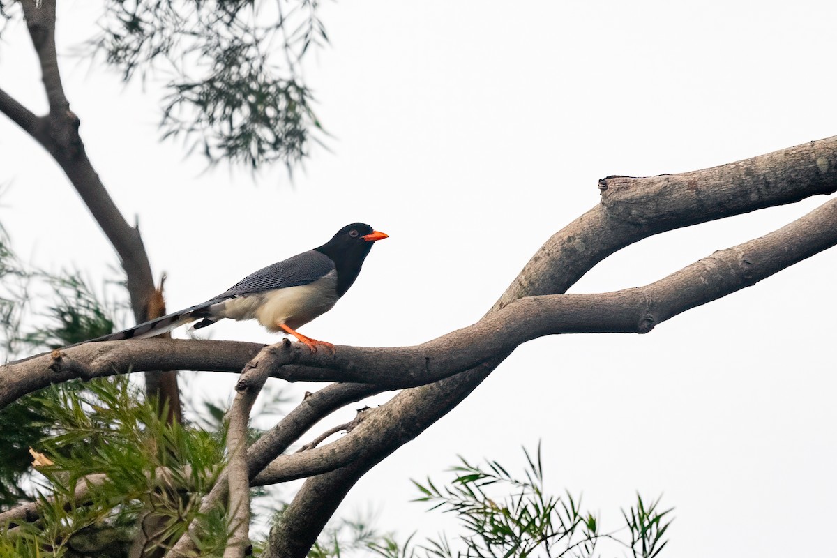 Red-billed Blue-Magpie - ML646283524