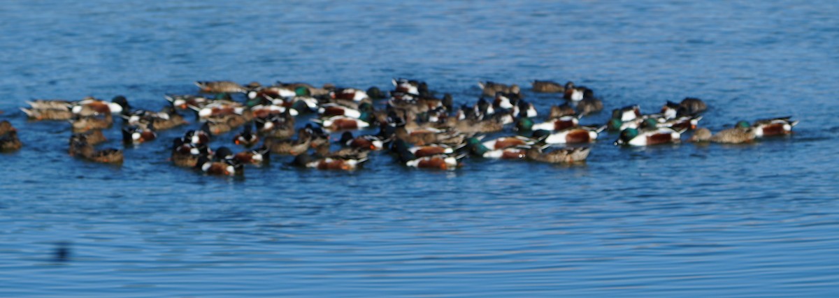 Northern Shoveler - ML646283526