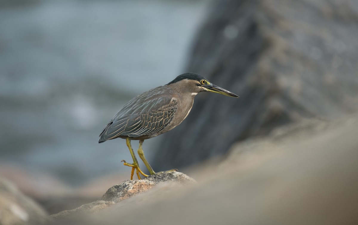 Little Heron - ML646283529