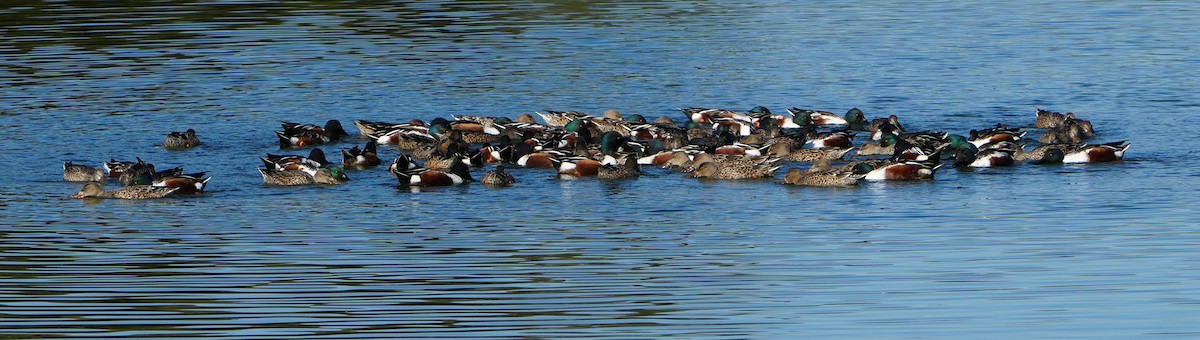 Northern Shoveler - ML646283533