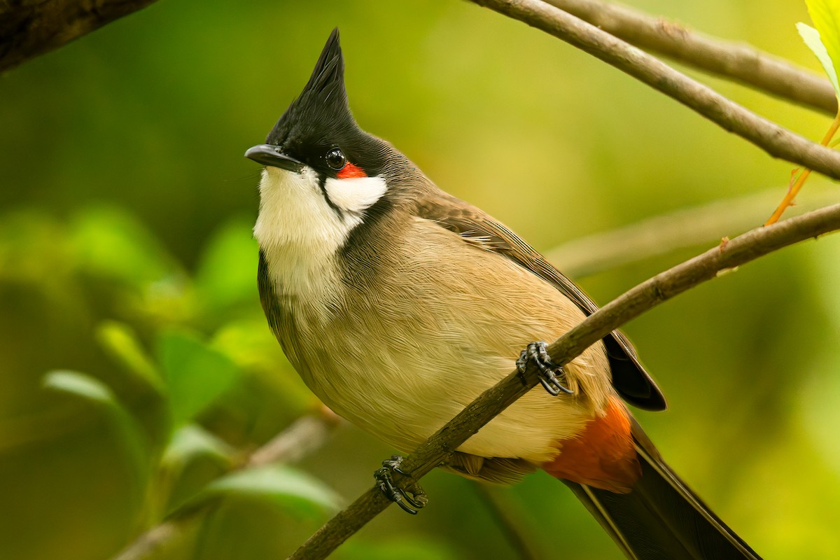 Red-whiskered Bulbul - ML646283534