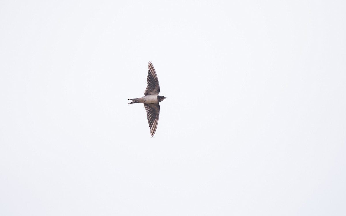 Barn Swallow - ML646283538