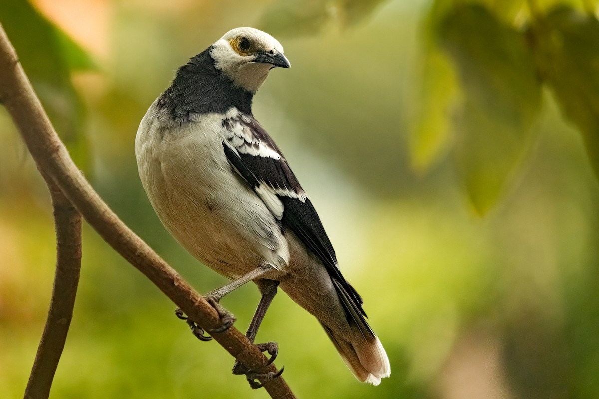 Black-collared Starling - ML646283539