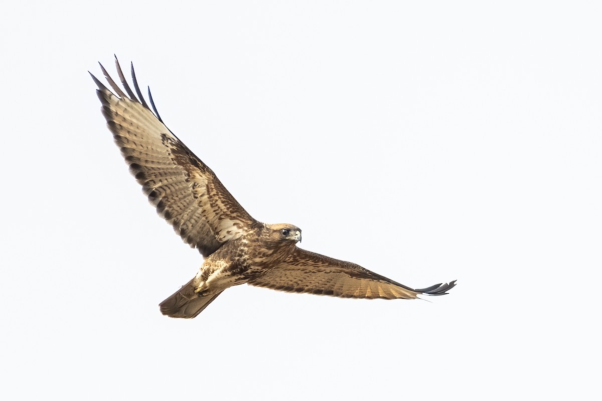 Long-legged Buzzard - ML646283541