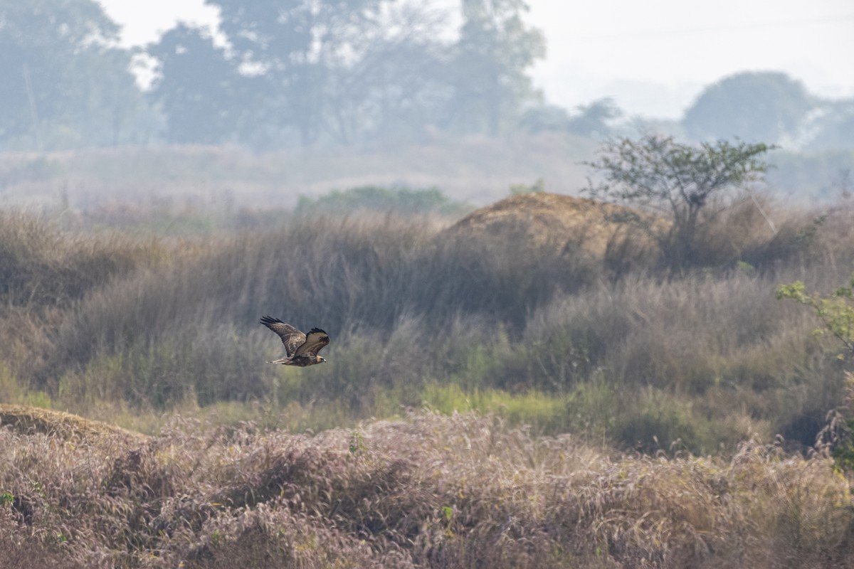 Long-legged Buzzard - ML646283542
