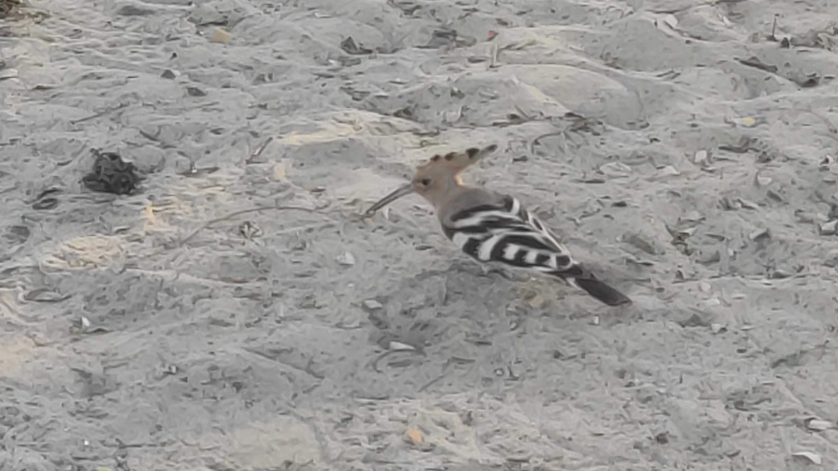 Common Hoopoe - ML646283543