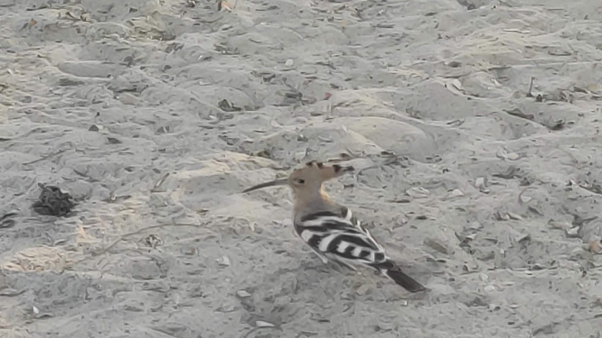 Common Hoopoe - ML646283544