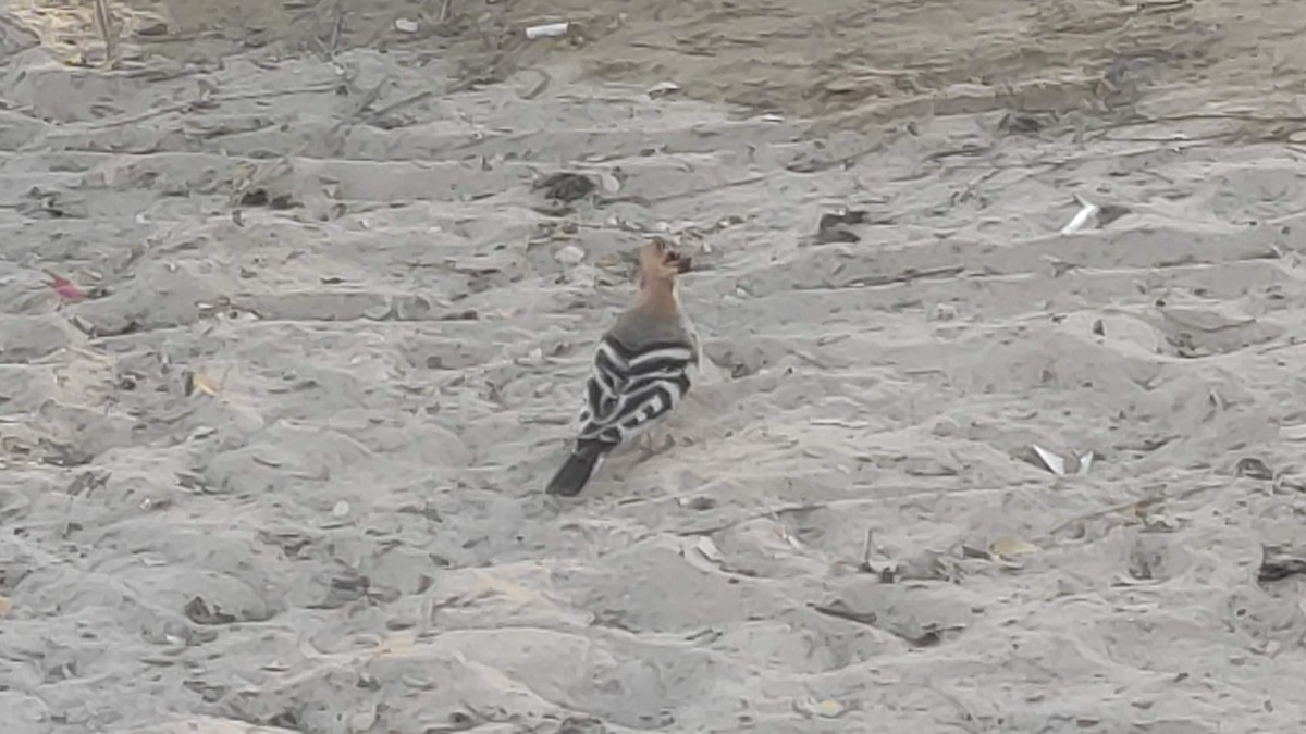 Common Hoopoe - ML646283545