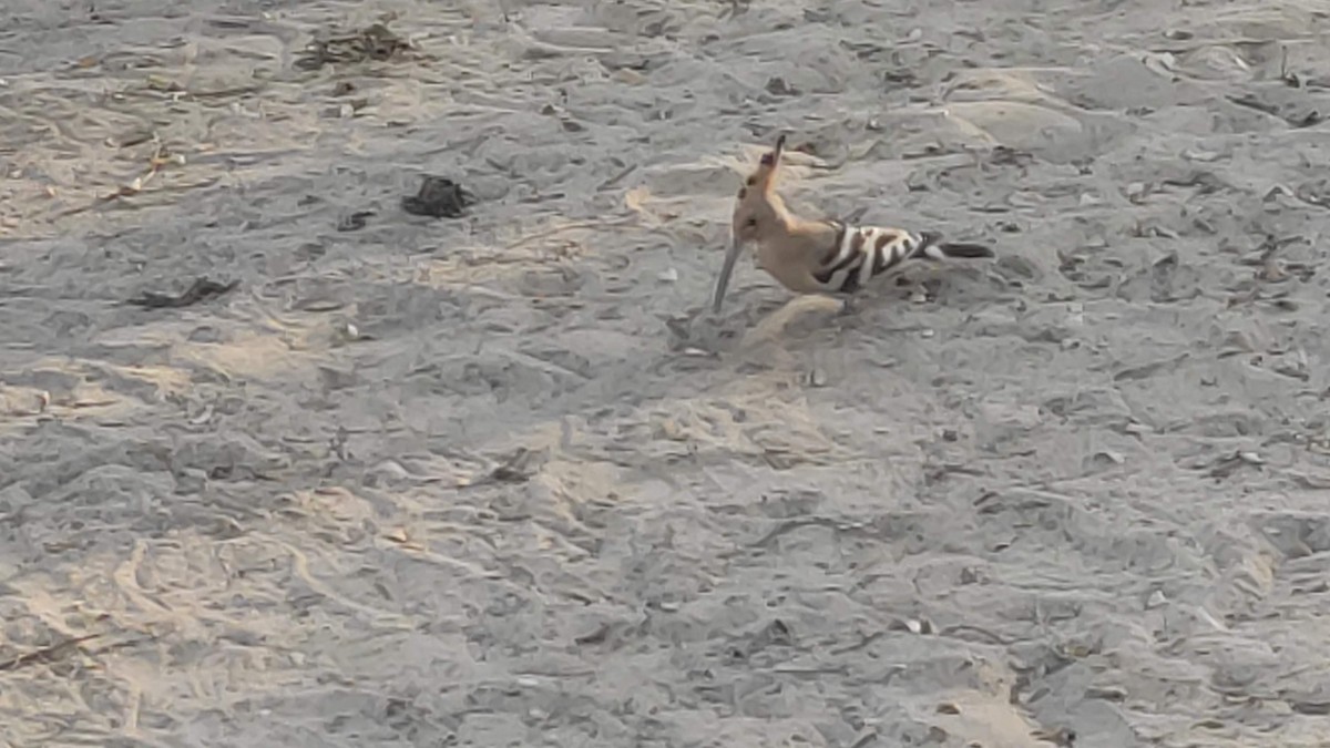 Common Hoopoe - ML646283546