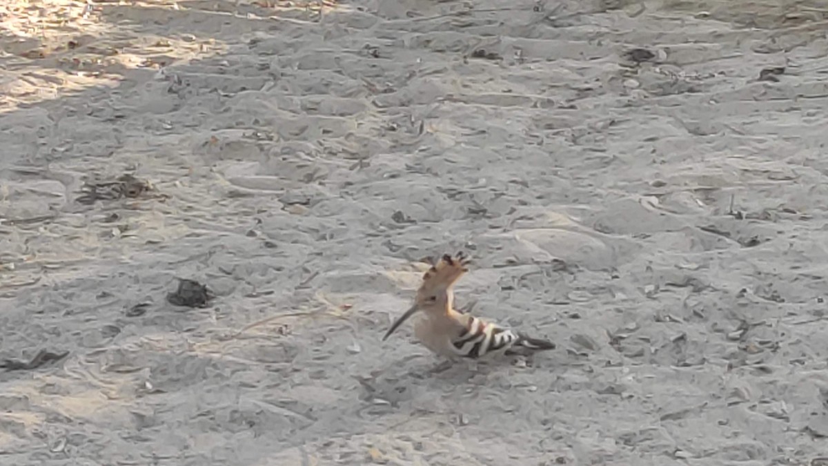 Common Hoopoe - ML646283547