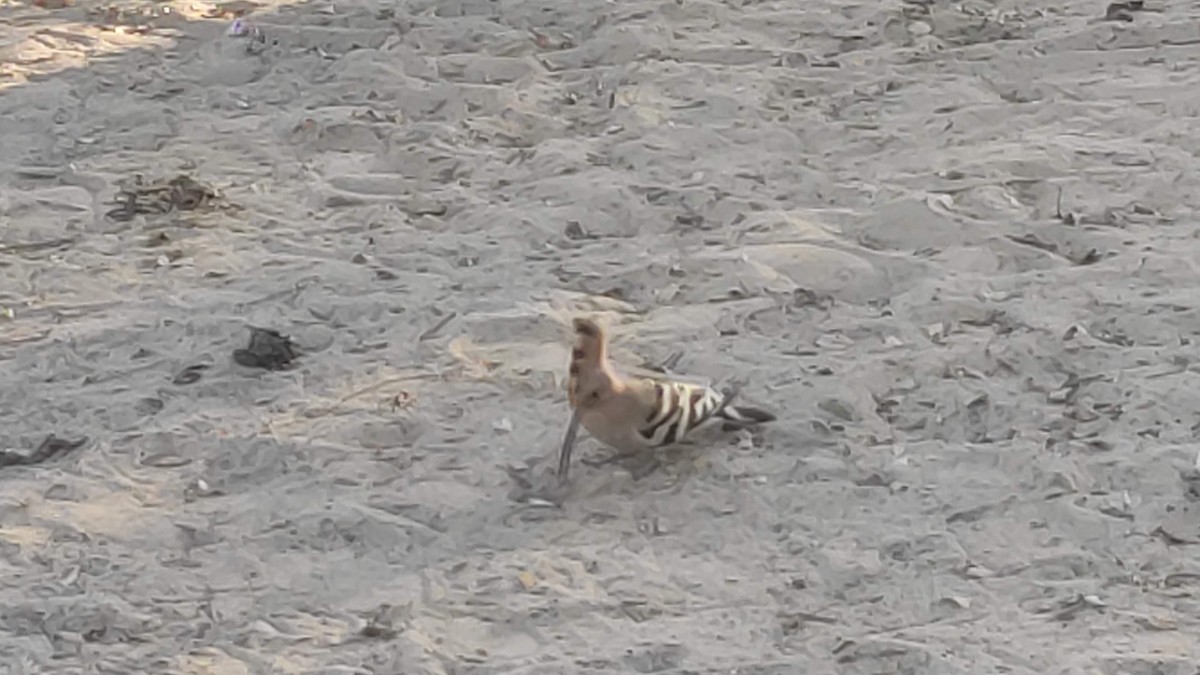 Common Hoopoe - ML646283548