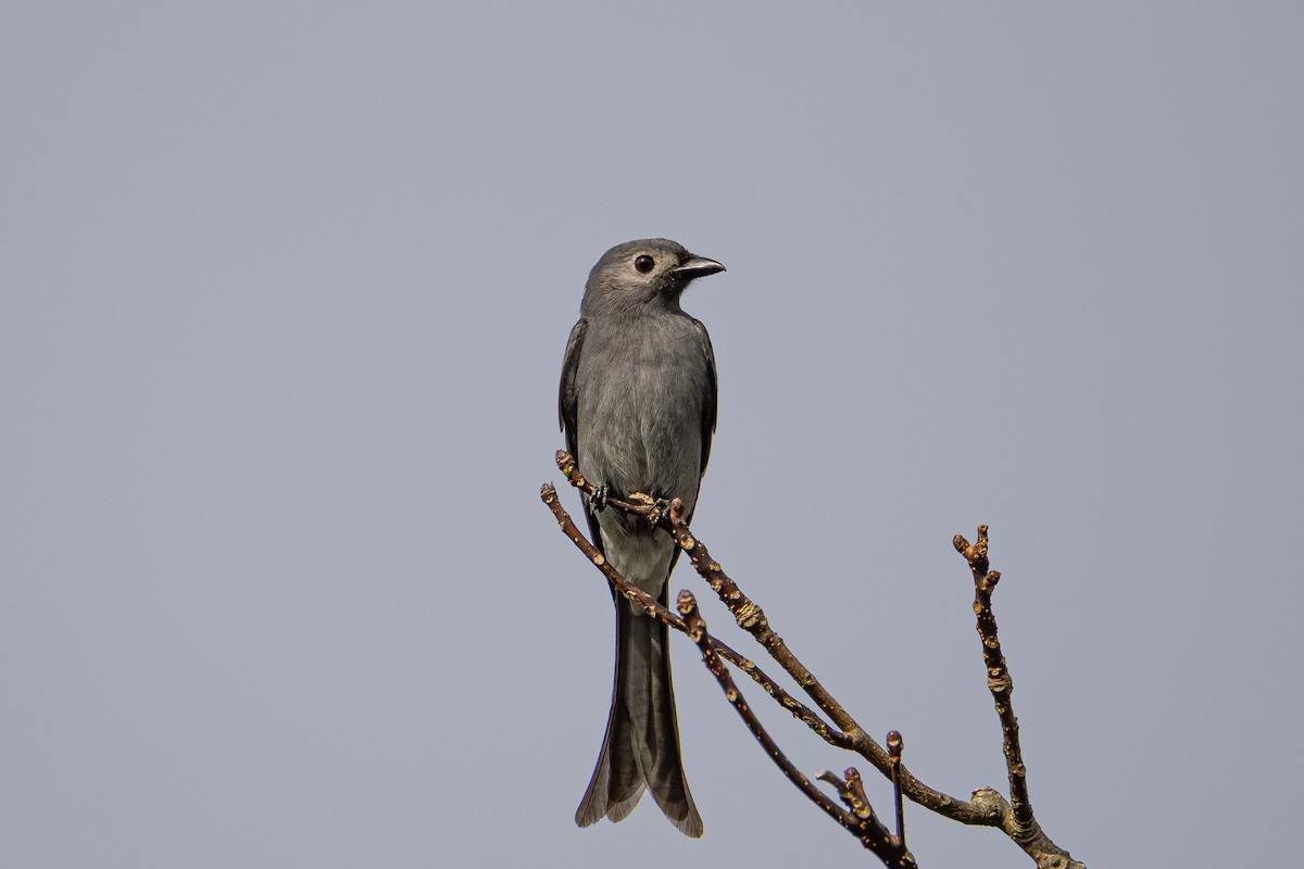 drongo kouřový - ML646283549