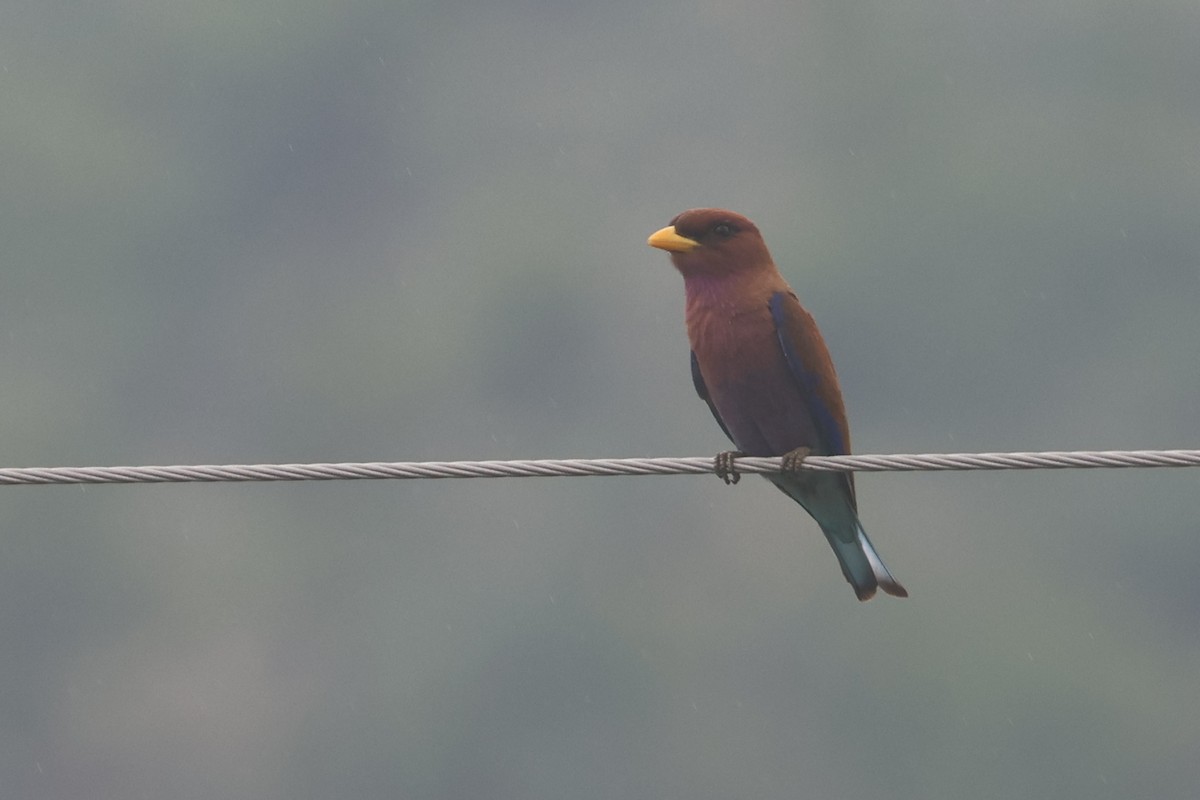 Broad-billed Roller - ML646283550