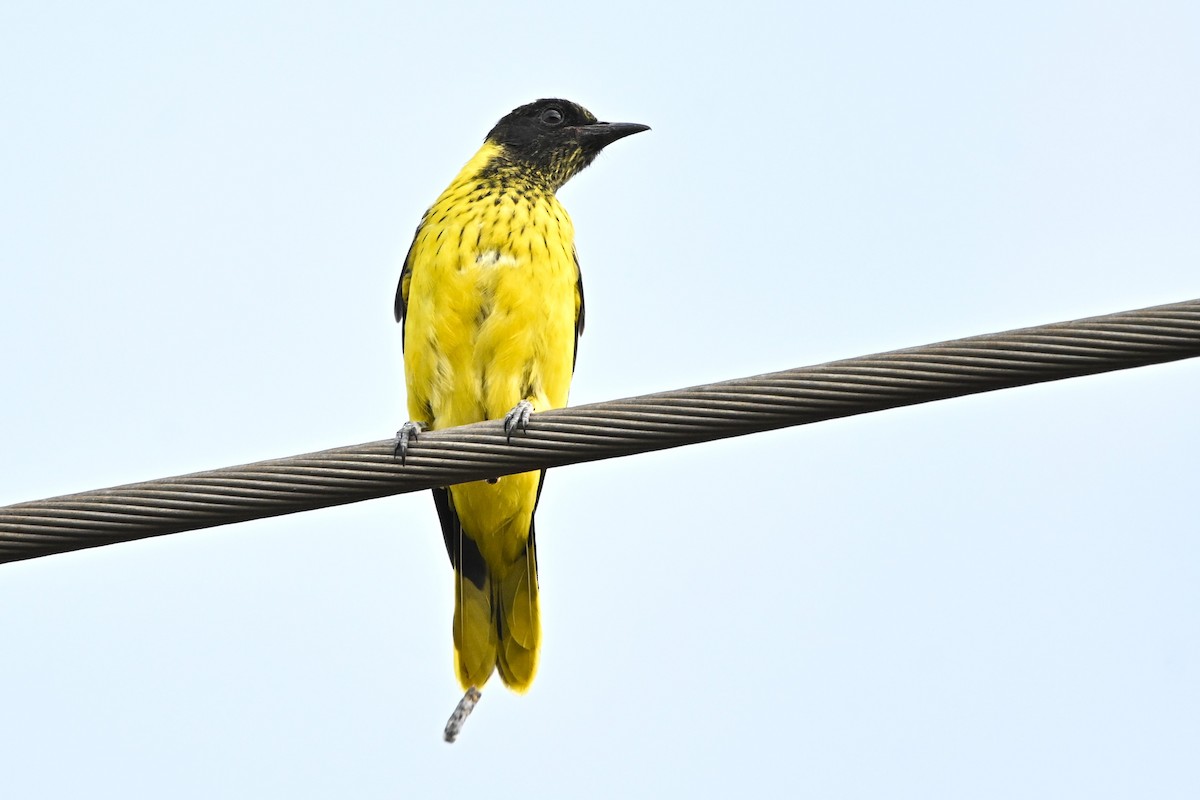African Black-headed Oriole - ML646283551