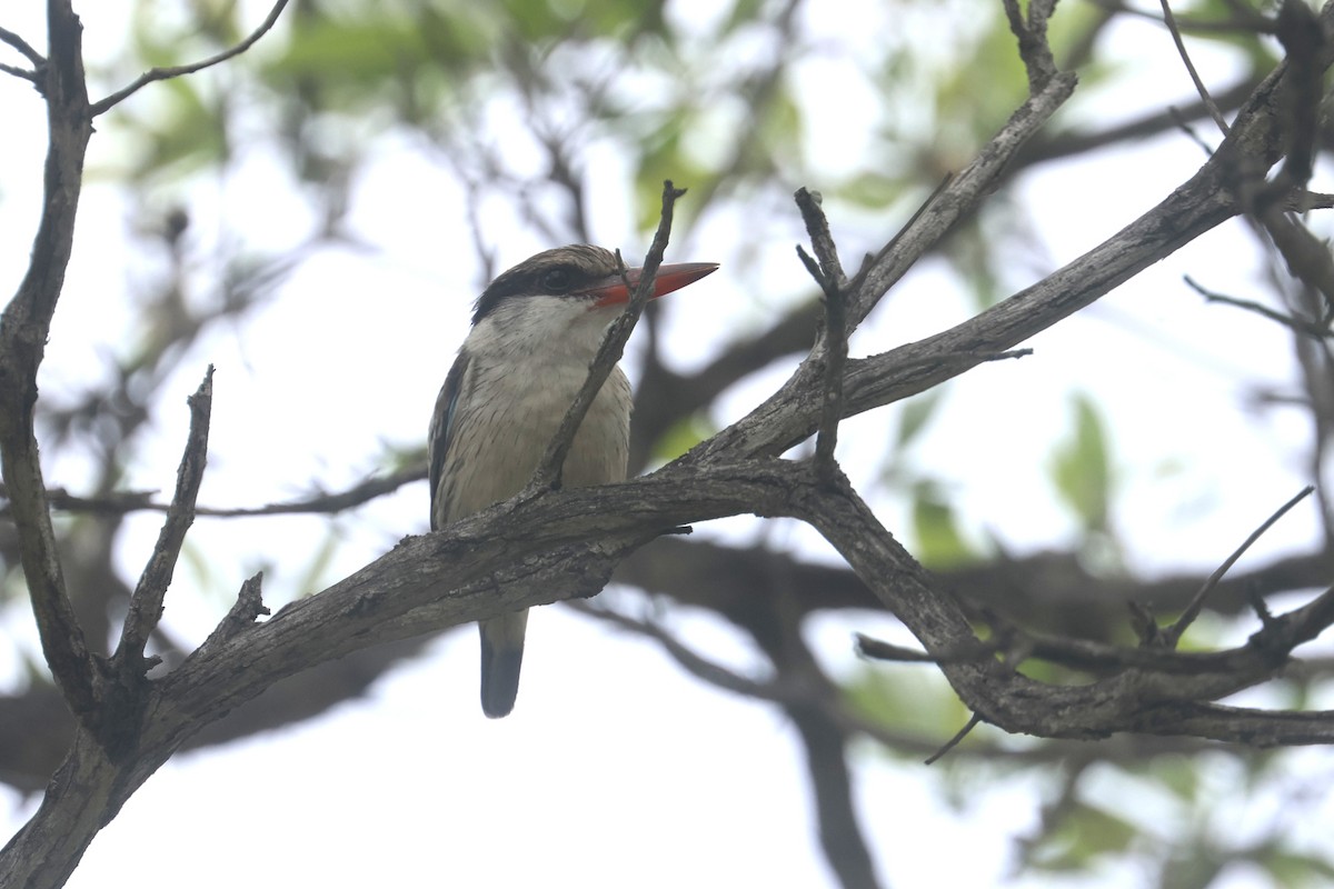Striped Kingfisher - ML646283552