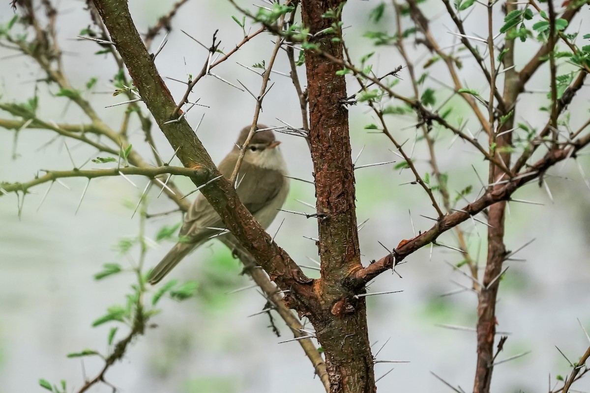 Booted Warbler - ML646283553