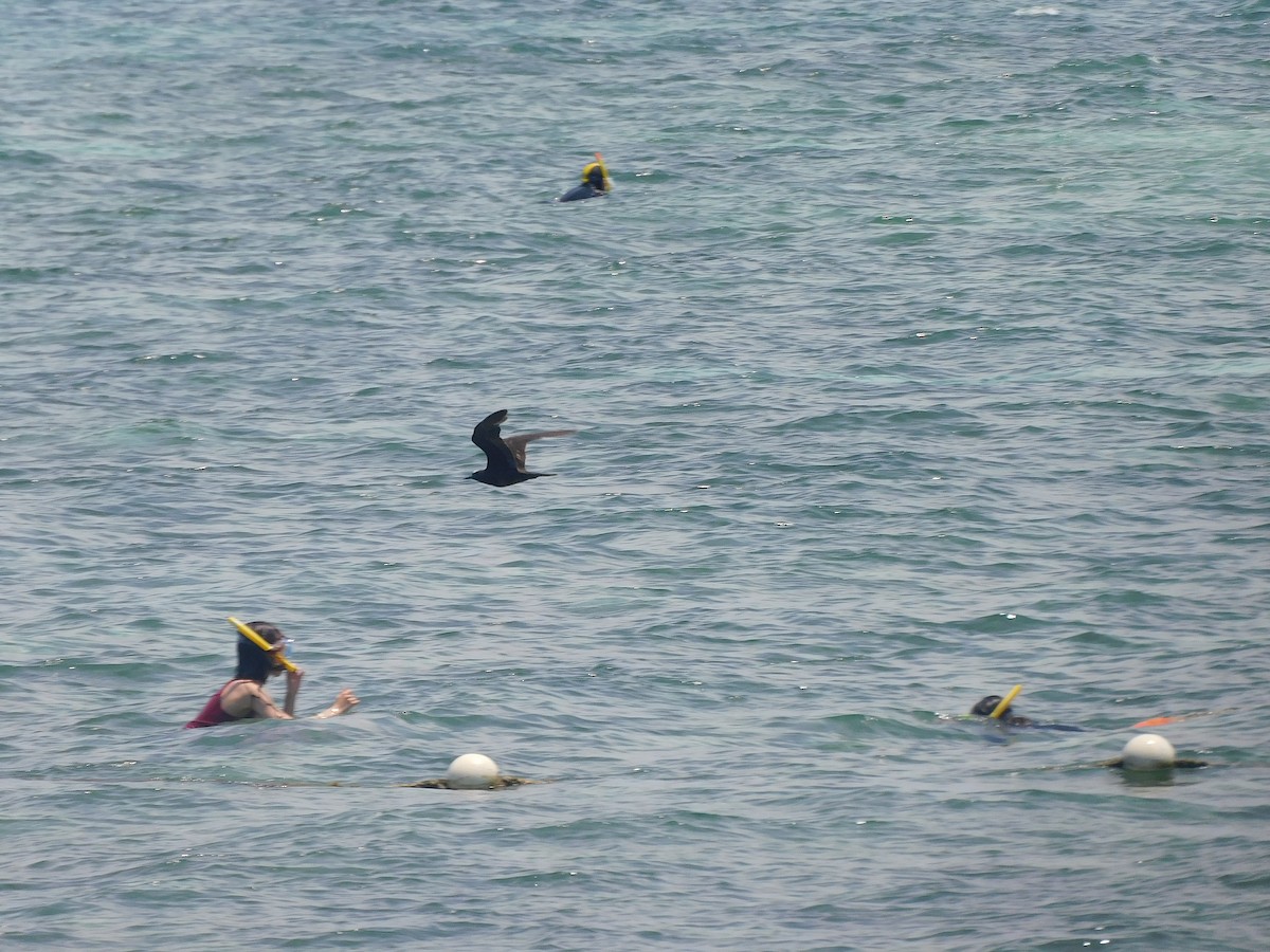 Brown Noddy - ML646283555