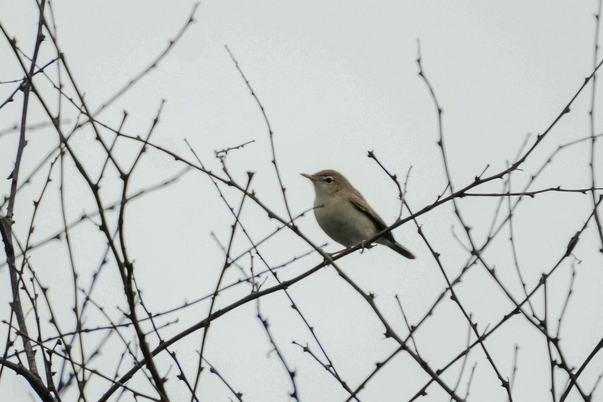 Sykes's Warbler - ML646283556