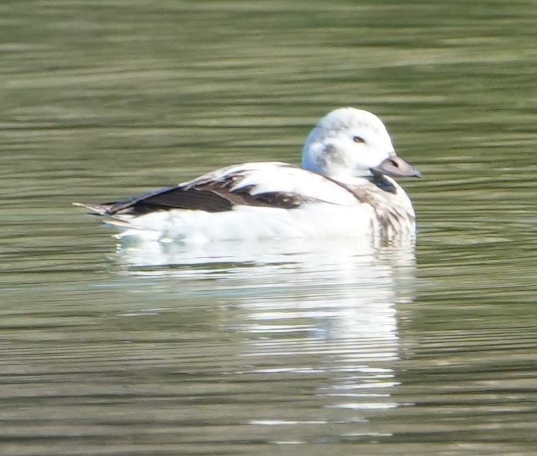 Long-tailed Duck - ML646283557