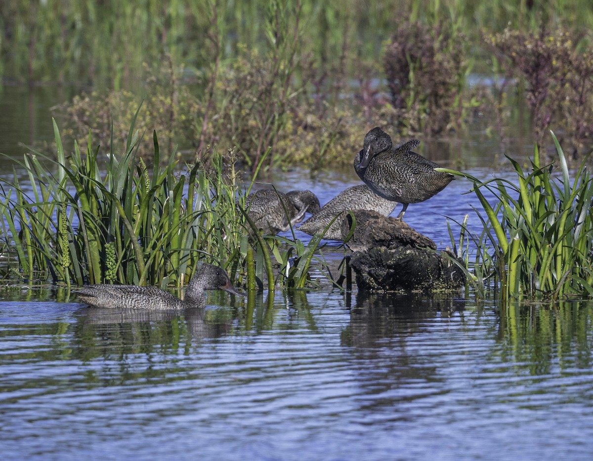 Freckled Duck - ML646283558