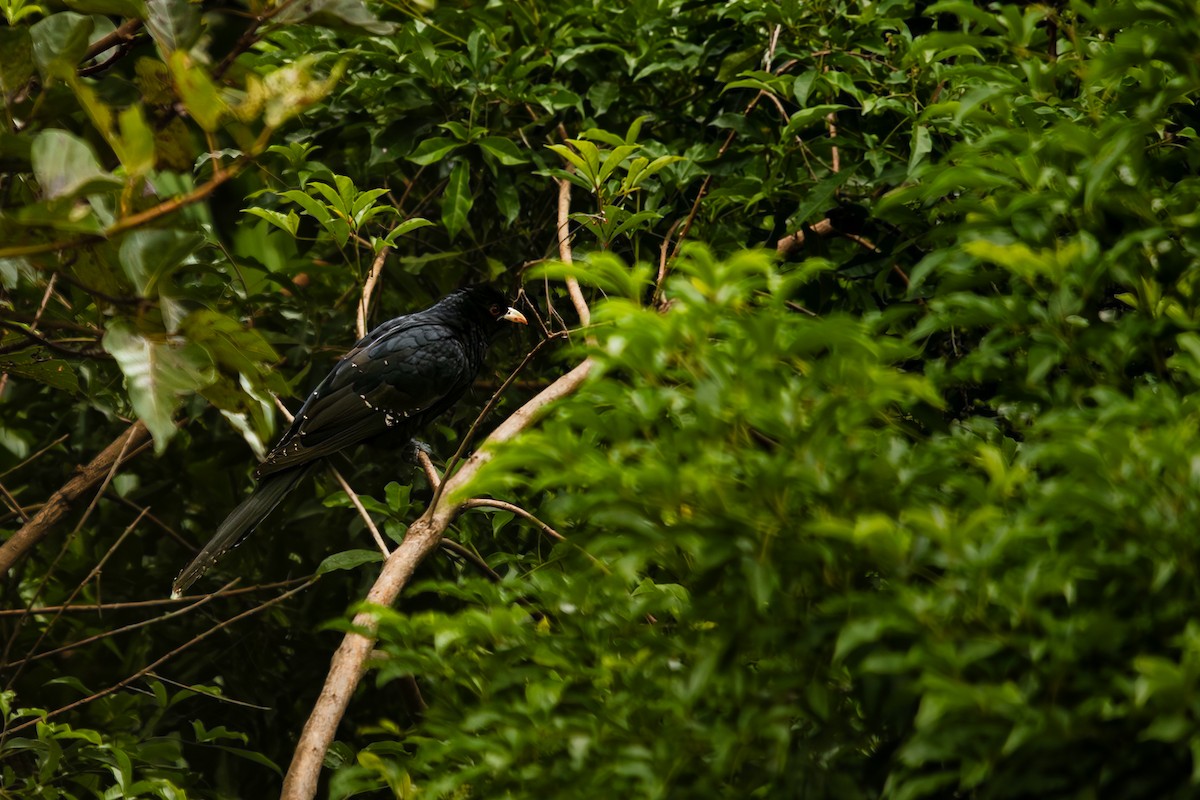 Asian Koel - ML646283559
