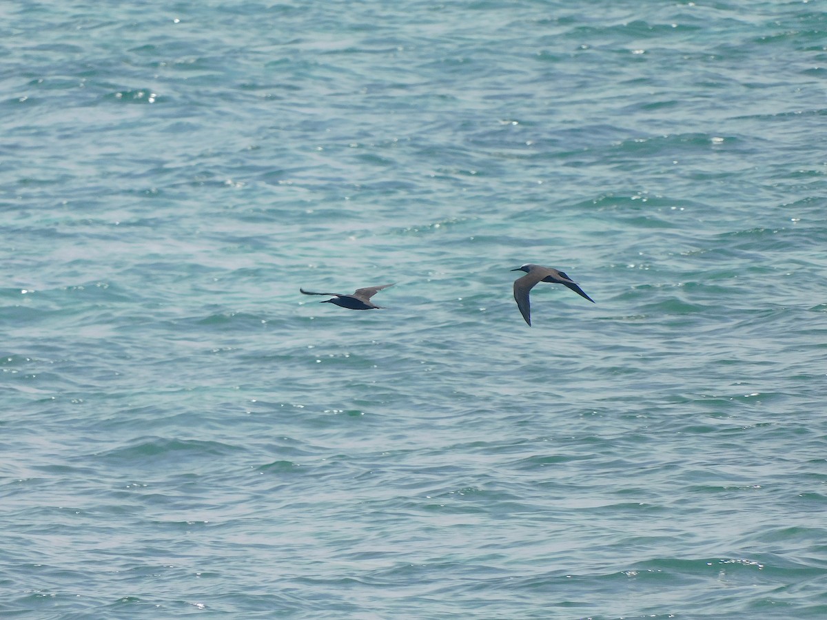 Black Noddy - ML646283560