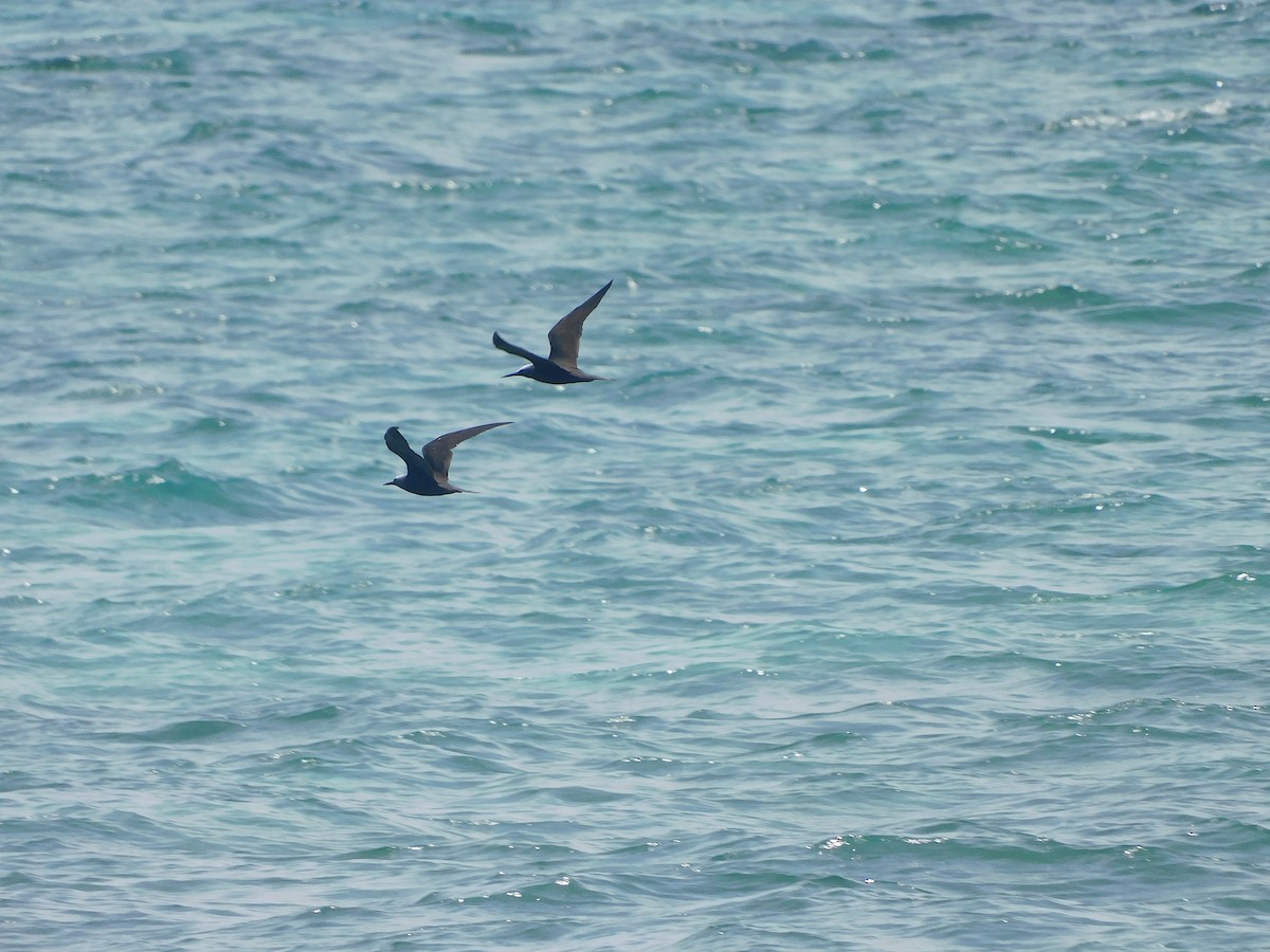 Black Noddy - ML646283562