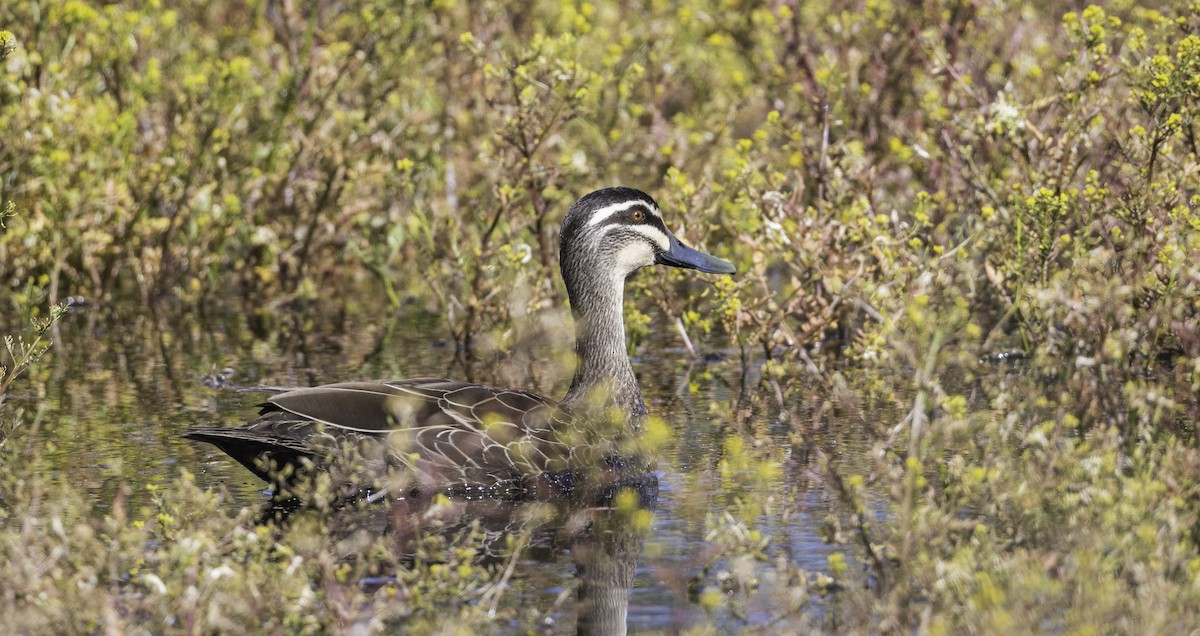 Pacific Black Duck - ML646283564