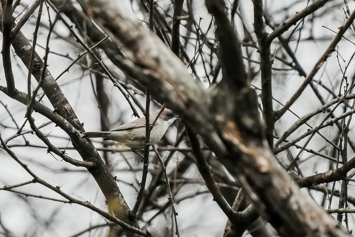 Lesser Whitethroat - ML646283565