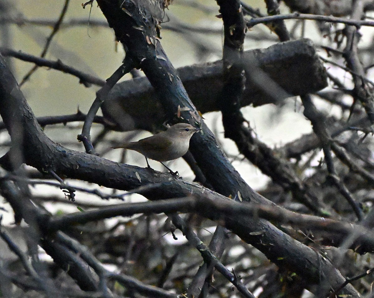Common Chiffchaff - ML646283568
