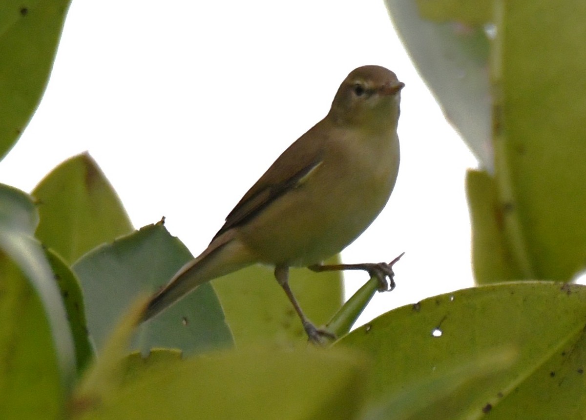 Blyth's Reed Warbler - ML646283569
