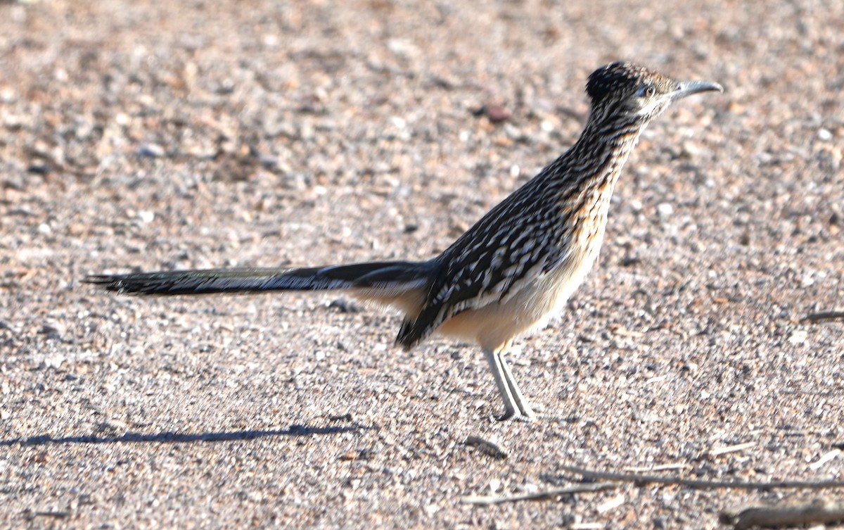 Greater Roadrunner - ML646283570