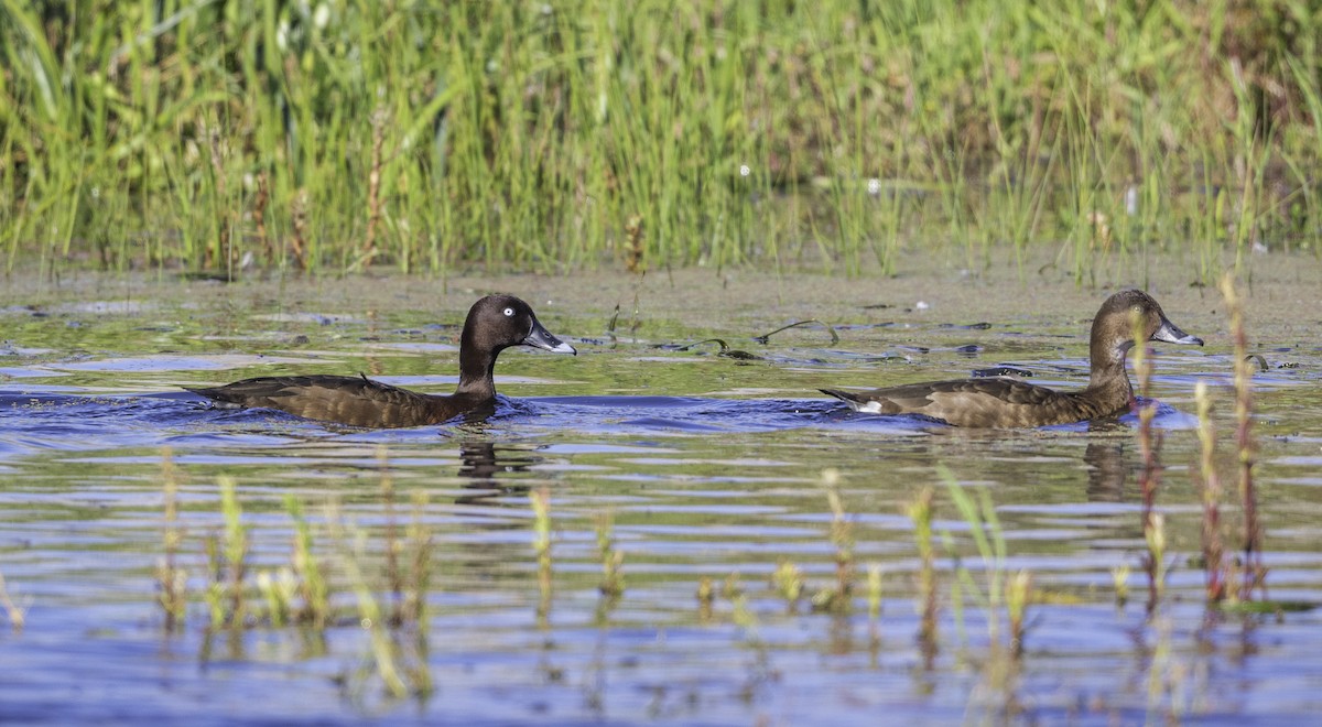 Hardhead - ML646283571