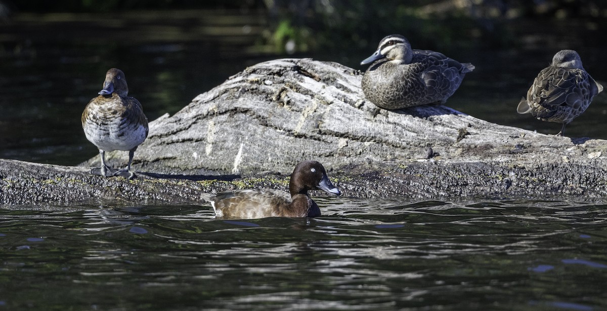 Hardhead - ML646283572