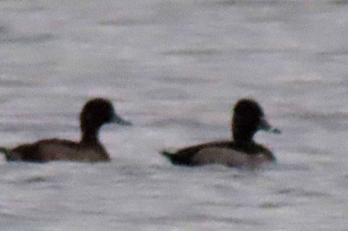 Ring-necked Duck - ML646283574