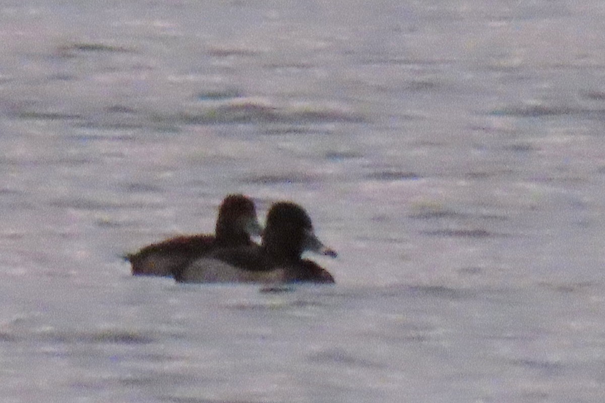 Ring-necked Duck - ML646283575