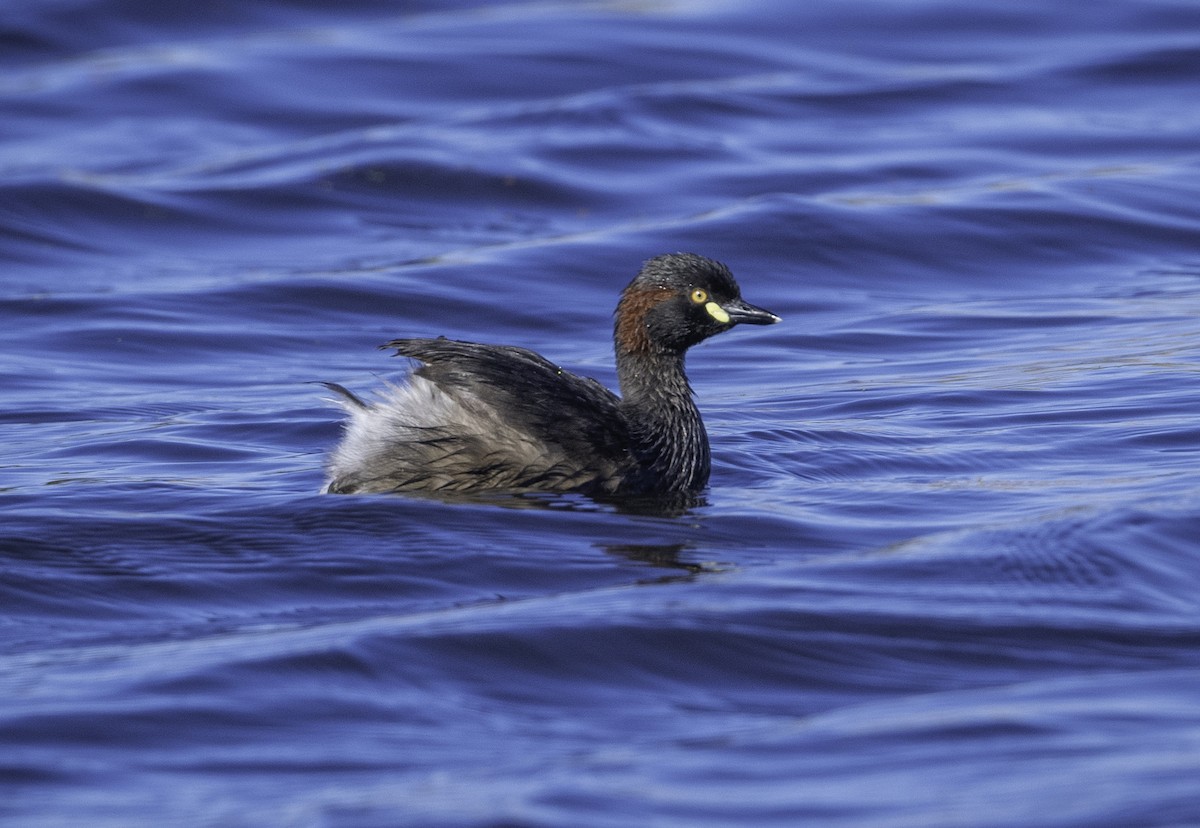 Австралийская поганка - ML646283583