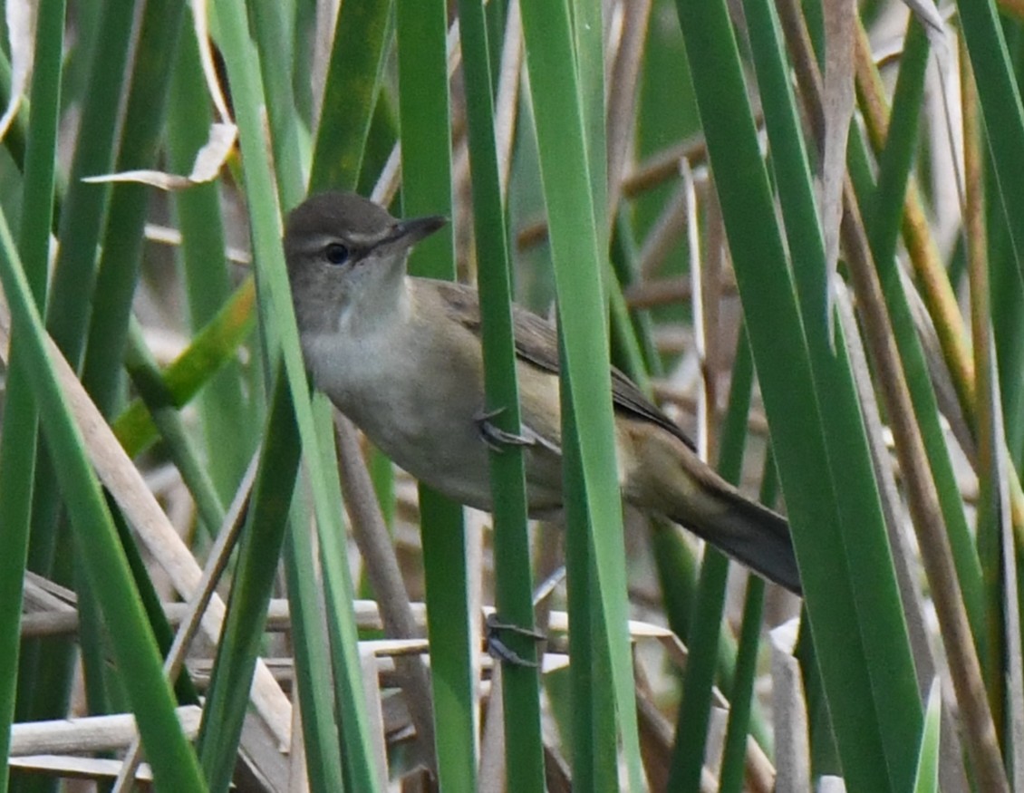 קנית אפריקנית - ML646283584