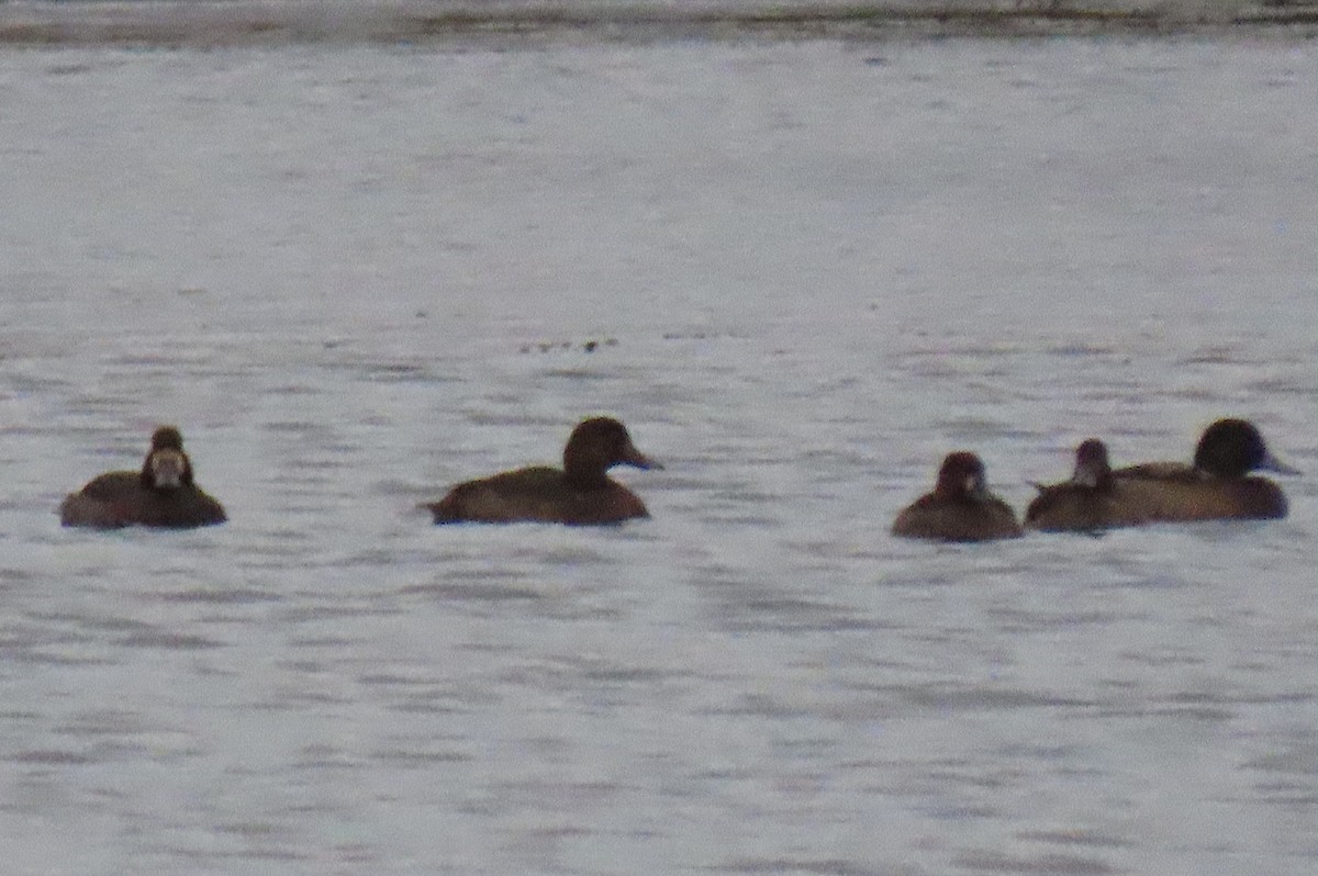 Greater Scaup - ML646283585